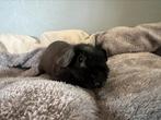 Lief tam skinny cavia beertje, Cavia, Juni, Mannelijk, Tam