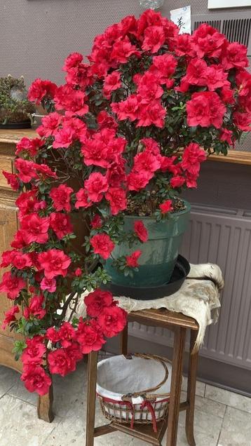 Bonsai: AZALEA Japonica 14 jaar  beschikbaar voor biedingen