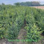 ‼️Taxus baccata 60-80cm‼️Super promo‼️, Enlèvement, Taxus
