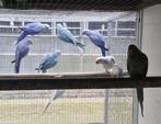Halsband parkieten, Dieren en Toebehoren, Vogels | Parkieten en Papegaaien, Meerdere dieren, Parkiet, Geringd