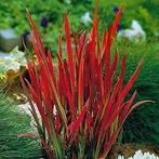 Imperata Red Baron met korting, Tuin en Terras, Planten | Tuinplanten, Ophalen, Halfschaduw