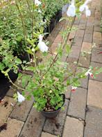 Salvia  Hot Lips, Tuin en Terras, Ophalen
