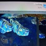 aalgrondel, Dieren en Toebehoren, Vissen | Aquariumvissen, Vis, Zoutwatervis