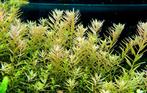 Rotala rotundifolia / plante d'aquarium, Animaux & Accessoires, Plante(s), Pierre ou Bois, Enlèvement ou Envoi, Neuf
