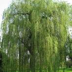 Takken treurwilg gevraagd, Ophalen