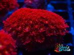 Bernardopora "Mickey Mouse" koraal zeeaquarium koralen lps, Dieren en Toebehoren