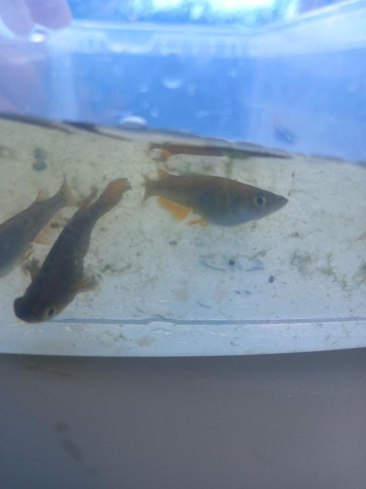 Medaka - Japanse Rijstvis (10 stuks), Dieren en Toebehoren, Vissen | Aquariumvissen, Zoetwatervis, Vis