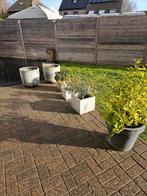 Lot Bloempotten, Tuin en Terras, Ophalen, 40 cm of meer, Zo goed als nieuw, Tuin