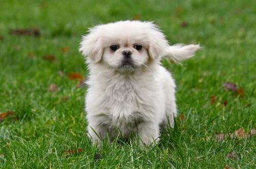 Pekingees pups te koop, Dieren en Toebehoren, Honden | Chihuahua's en Gezelschapshonden, Teef, Pekingees of Dwergspaniel, Fokker | Professioneel