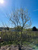 liquidambar orientalis (amberboom), Tuin en Terras, Ophalen, Herfst