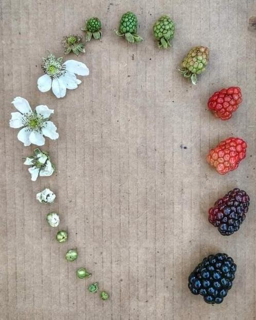 Doornloze braambessenstruikjes beschikbaar, Tuin en Terras, Planten | Fruitbomen, Ophalen