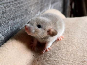 Ratjes met totaalpakket beschikbaar voor biedingen