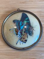 Antiek vlinder in kadertje, Collections, Collections Animaux, Enlèvement ou Envoi
