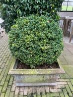 Grote Buxus bollen diameter ca. 80cm, Tuin en Terras, Ophalen, Buxus
