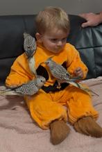 Jonge mannelijke valkparkieten EAM zeer goed getemd, Dieren en Toebehoren, Mannelijk, Parkiet, Tam