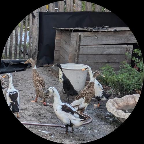 Indische loopeenden, Dieren en Toebehoren, Pluimvee