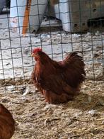 Cochin kriel rood haantjes, Dieren en Toebehoren, Pluimvee, Mannelijk, Kip