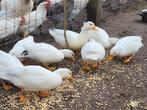 Witte hollandse kwakers, Dieren en Toebehoren, Meerdere dieren, Eend