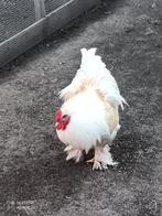 Brahma haan, Dieren en Toebehoren