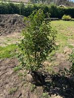 Portugese laurier 16 stuks 100/125, Tuin en Terras, Planten | Struiken en Hagen, Ophalen, Laurier, Haag, 100 tot 250 cm