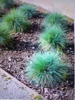 Festuca, Tuin en Terras, Planten | Tuinplanten, Ophalen of Verzenden