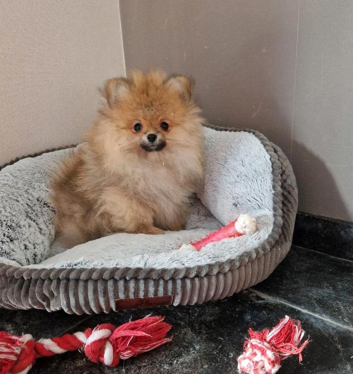 Dwergkees pomeranian pomeriaan pups ouders aanwezig, Dieren en Toebehoren, Honden | Poolhonden, Keeshonden en Oertypen, Reu, Keeshond