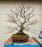 Ulmus procera minor bonsai