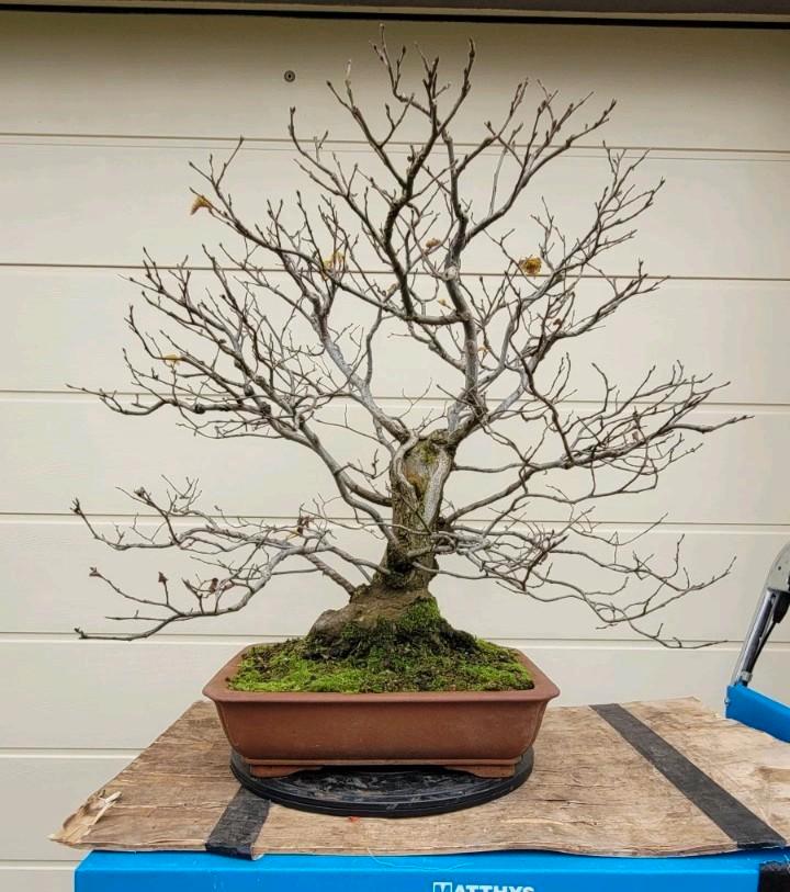 Ulmus procera minor bonsai, Vacatures, Vacatures | Schoonmaak en Facilitaire diensten