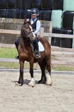 super schattige Tinker pony!, Dieren en Toebehoren, Ruin