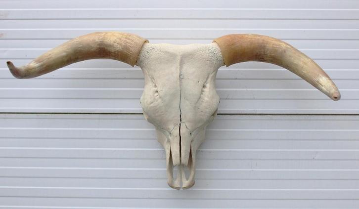 Grote schedel HIGHLANDER RUND (longhorn, gewei), Verzamelen, Dierenverzamelingen, Gebruikt, Schedel, Boerderijdier, Ophalen