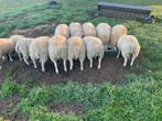 Schapen, Dieren en Toebehoren, Schapen, Geiten en Varkens