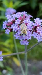 Verbena bonariensis / ijzerhard, bijen en vlinderplant, Volle zon, Vaste plant, Zomer, Ophalen