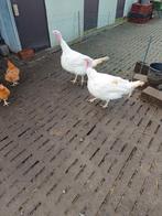 kalkoenen hennen, Dieren en Toebehoren