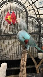 Couple de perroquets à collier, Animaux & Accessoires, Plusieurs animaux, Perroquet nain ou Inséparable, Domestique