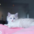 Zeer lieve Ragdoll kitten met stamboom – Vlinderdoll Amara, Dieren en Toebehoren, Katten en Kittens | Raskatten | Langhaar, Poes