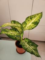 Dieffenbachia, Ophalen