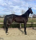 3 jarig springpaard, Dieren en Toebehoren, Paarden, Springpaard, Gechipt, Ruin, Zadelmak