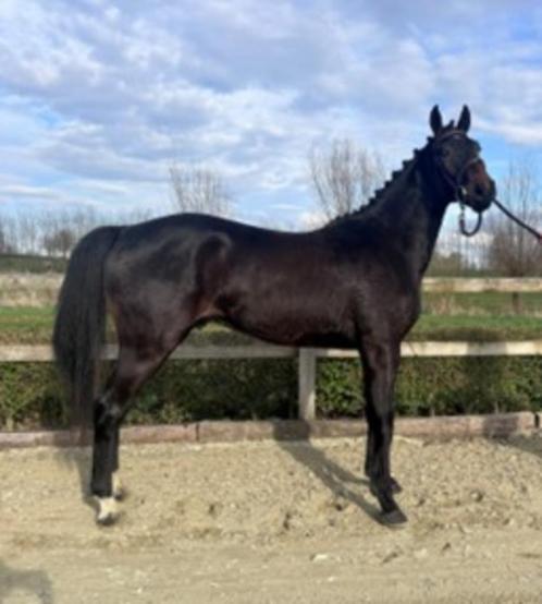3 jarig springpaard, Dieren en Toebehoren, Paarden, Ruin, Zadelmak, 160 tot 165 cm, 3 tot 6 jaar, Springpaard, Met stamboom, Gechipt