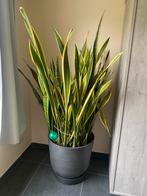 Grote sansevieria met pot, Overige soorten, Ophalen