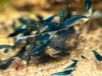 Neocaridina Davidi sp. Blue Velvet, Kreeft, Krab of Garnaal, Zoetwatervis, Schoolvis