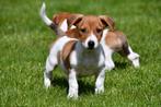 Chiot Jack Russell à vendre - femelle (blanc-brun), Jack Russel Terrier, Un chien, Belgique, 8 à 15 semaines
