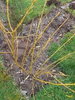Cornus geel hout, Tuin en Terras, Ophalen of Verzenden