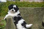 Prachtig Boomer pupje, Dieren en Toebehoren, Honden | Chihuahua's en Gezelschapshonden, België, Overige rassen, CDV (hondenziekte)