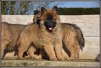 Heel mooie Tervurense Herder pups, Dieren en Toebehoren, Honden | Herdershonden en Veedrijvers, België, CDV (hondenziekte), 8 tot 15 weken