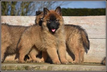 Heel mooie Tervurense Herder pups  beschikbaar voor biedingen