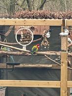 Rossella parkiet, Dieren en Toebehoren, Vogels | Parkieten en Papegaaien, Geslacht onbekend, Parkiet, Geringd