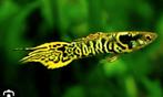 Tijger of snakeskin vrouwtjes guppies gezocht
