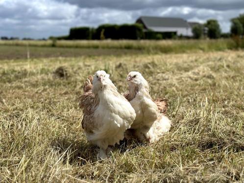 Jonge tamme Faverolles kippen hennetjes, gesekst en ingeënt, Dieren en Toebehoren, Pluimvee, Kip, Vrouwelijk