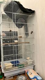 Koppel ziebravink witte met kooi 4 vogels baby, Dieren en Toebehoren, Ophalen of Verzenden, Zo goed als nieuw