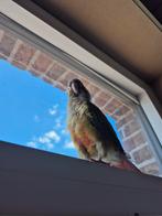 Pyrrhura molinae vrouwtje, Dieren en Toebehoren